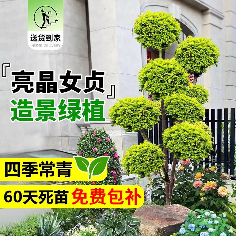球形亮晶女贞棒棒糖小叶多头造型树别墅庭院观赏花镜景观植物造景