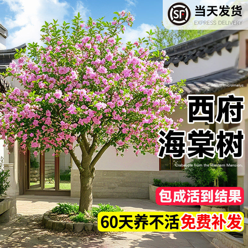 特大海棠树苗高杆西府垂丝图片