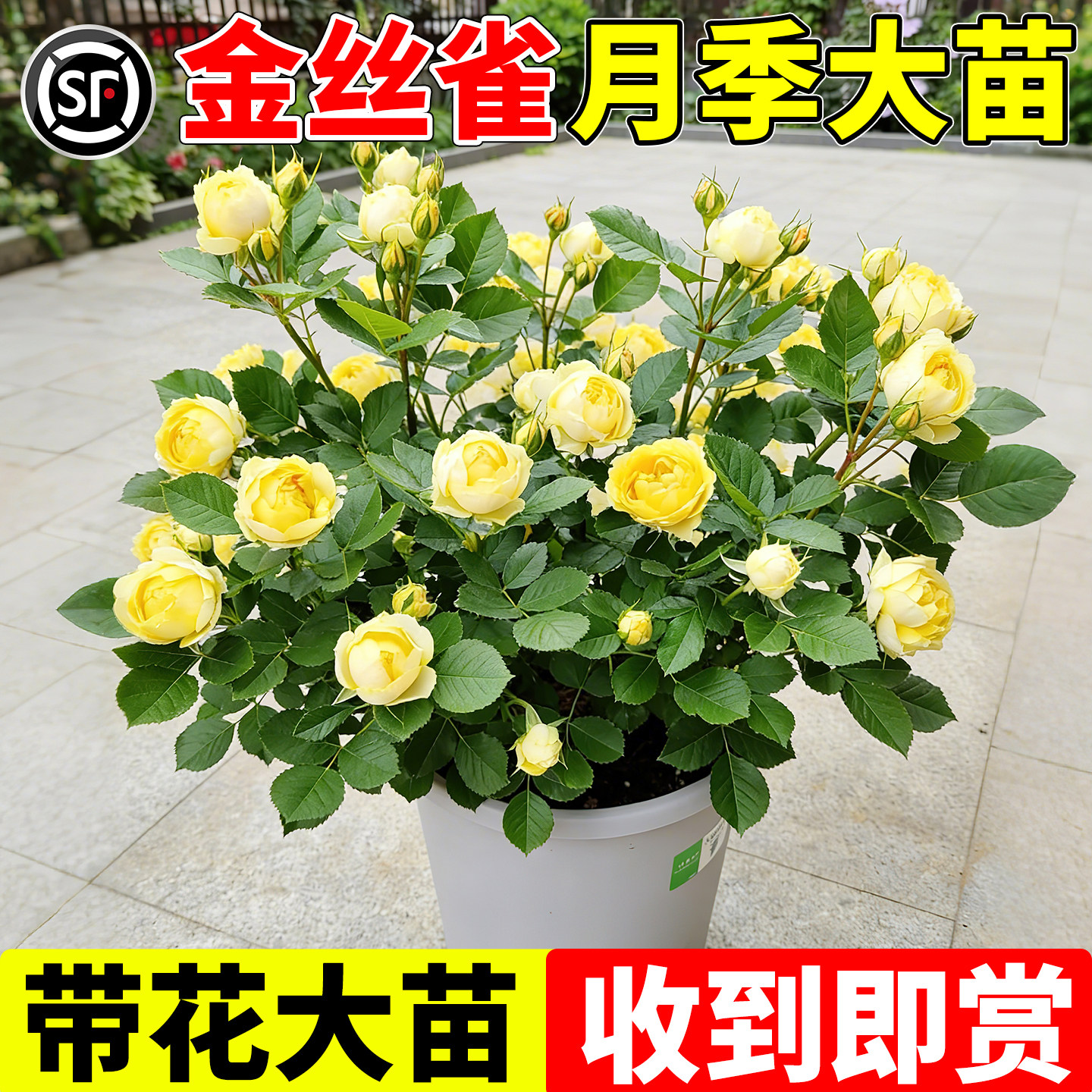 金丝雀月季墙微花树大苗卉图片