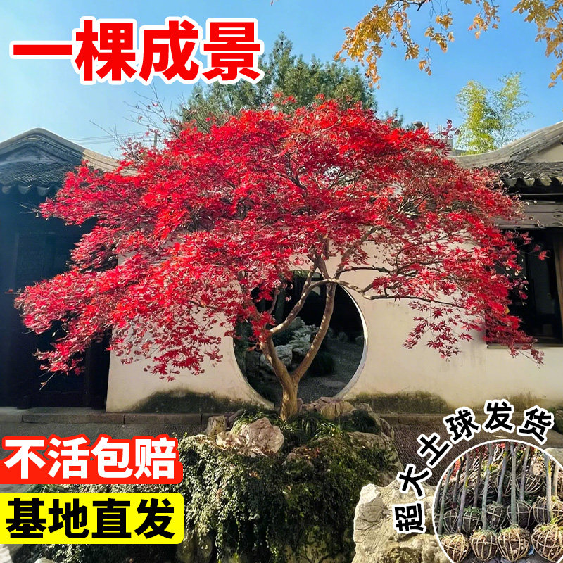 日本红枫树苗四季红舞姬室外枫叶盆景盆栽庭院绿化植物风景花树苗图片