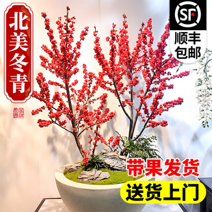 北美冬青盆栽树苗带果公树冬青红果真花红果子进口年宵花花卉雄株