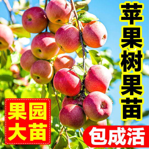 冰糖心苹果树果苗当年结果南北方种植盆栽耐寒矮化红富士树苗批发