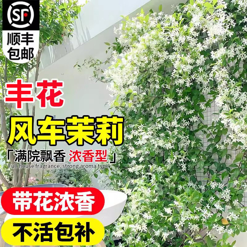 风车茉莉爬藤开花植物四季庭院图片