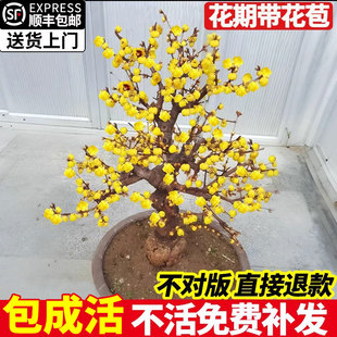 腊梅花盆栽树苗丛生地载庭院风景树耐寒红梅矮化老桩原生素心蜡梅