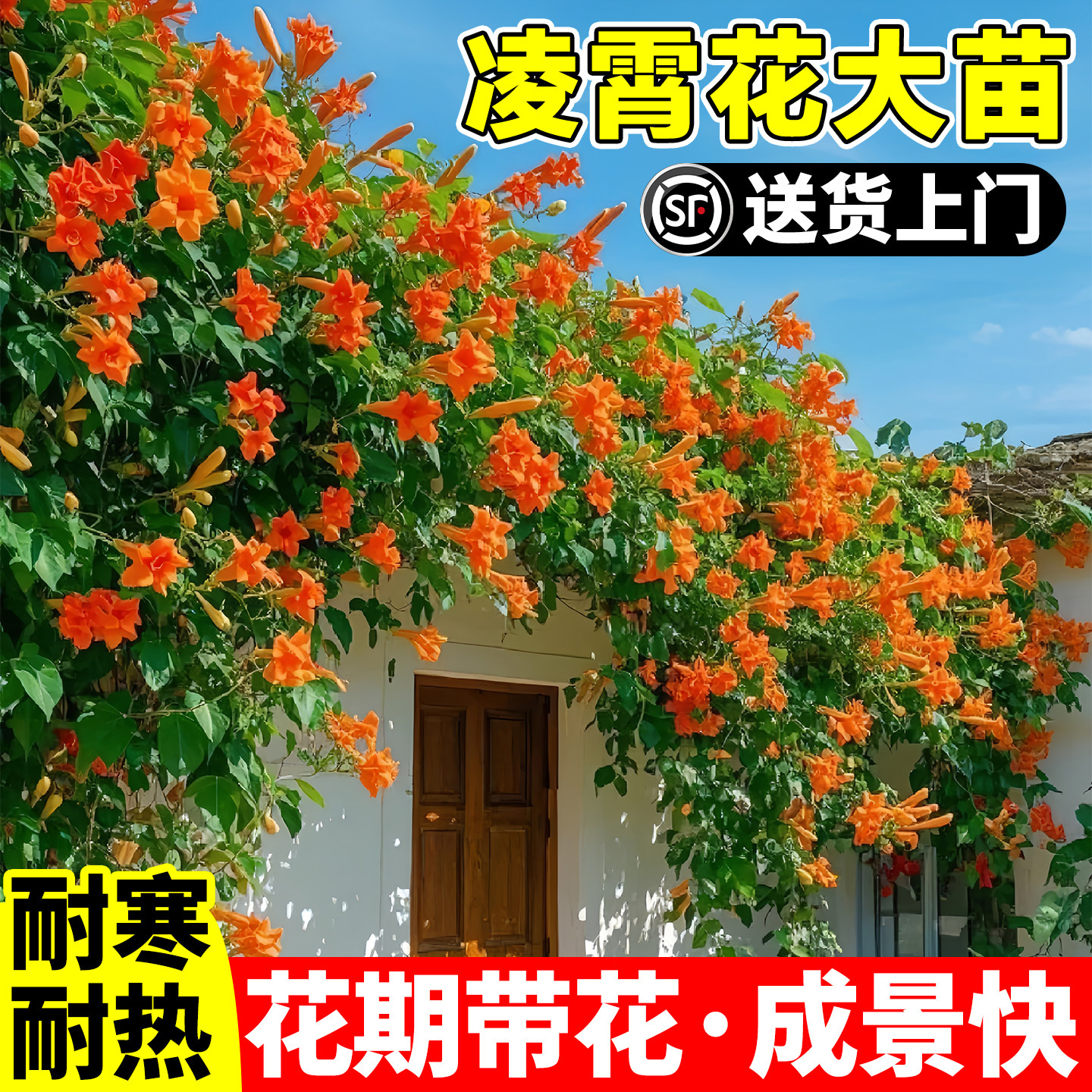 进口美国凌霄花苗爬藤大植图片
