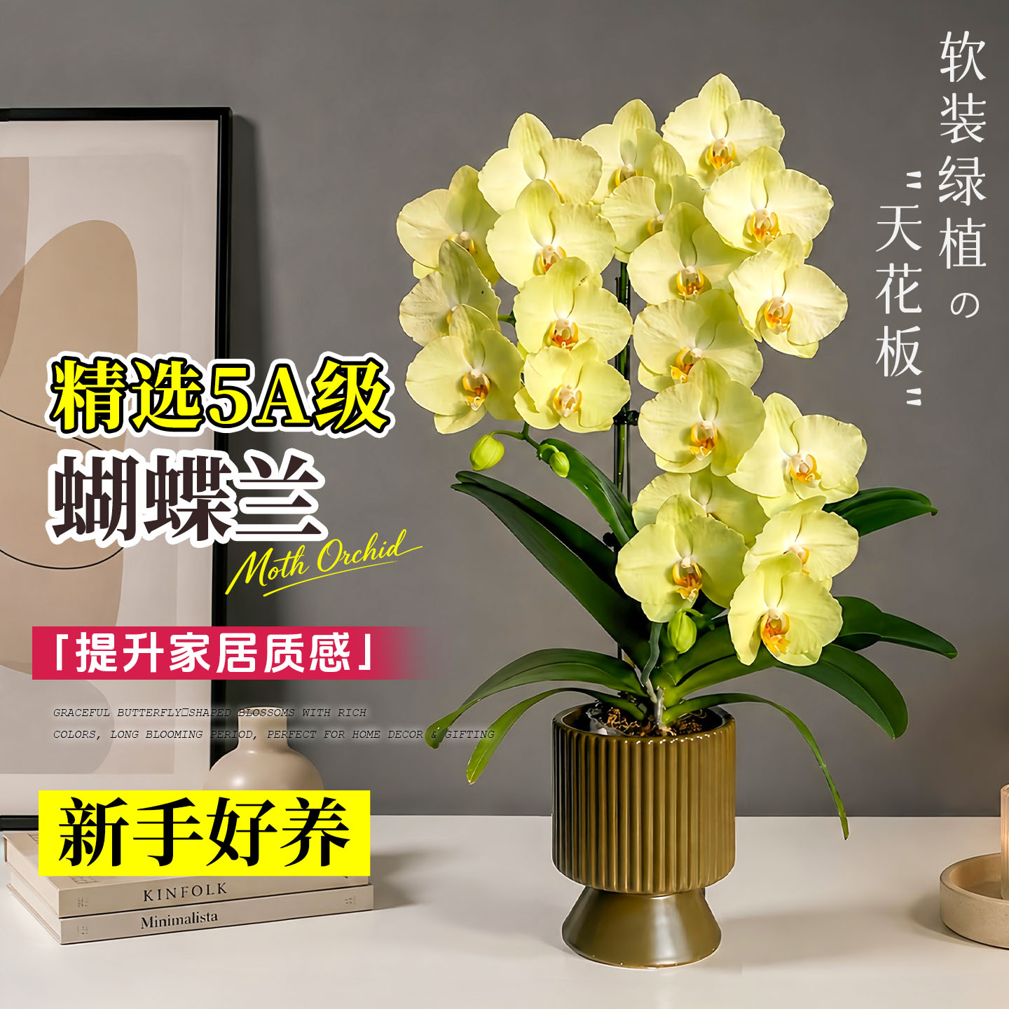蝴蝶兰花苗带花剑带花苞盆栽兰花大苗客厅室内植物花卉四季好养活