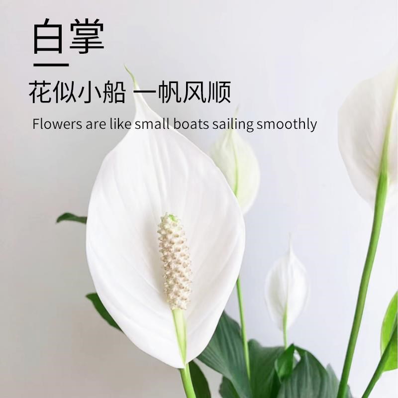 白掌一帆风顺盆栽水培植物办公室内绿植红掌四季开花好养带花苞