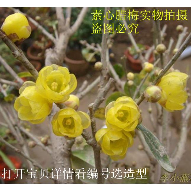 腊梅树苗花卉树桩红梅花盆景嫁接素心腊梅花盆栽好成活带花苞促销