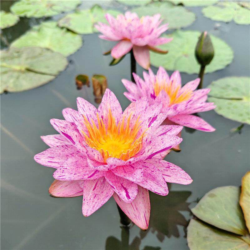 北极星跨亚属睡莲池塘鱼缸水培植物四季水养莲花盆栽花卉睡莲根茎,鲜花速递/花卉仿真/绿植园艺,水生植物,淘宝优惠券,粉丝福利购,淘宝优惠卷