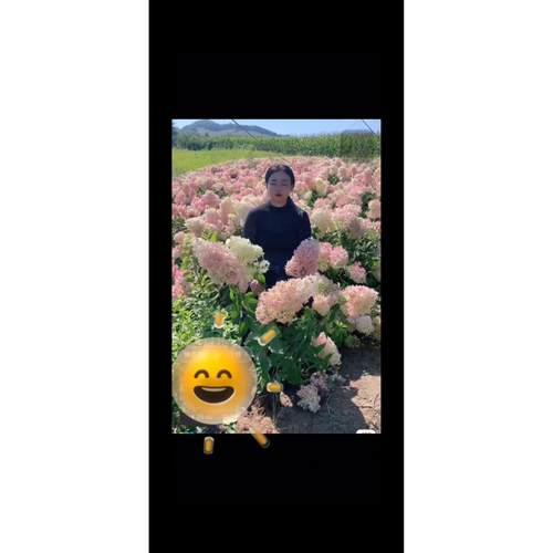 晓荷花园东北大花圆锥绣球香草草莓耐寒耐热室外地栽盆栽好养易活