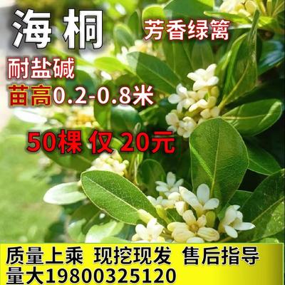 海桐树苗七里香绿篱耐盐碱海潮小区工程绿化四季常青芳香花篱笆