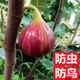 无花果套袋专用袋无花果专用套袋水果套袋无花果袋子保护防虫防鸟