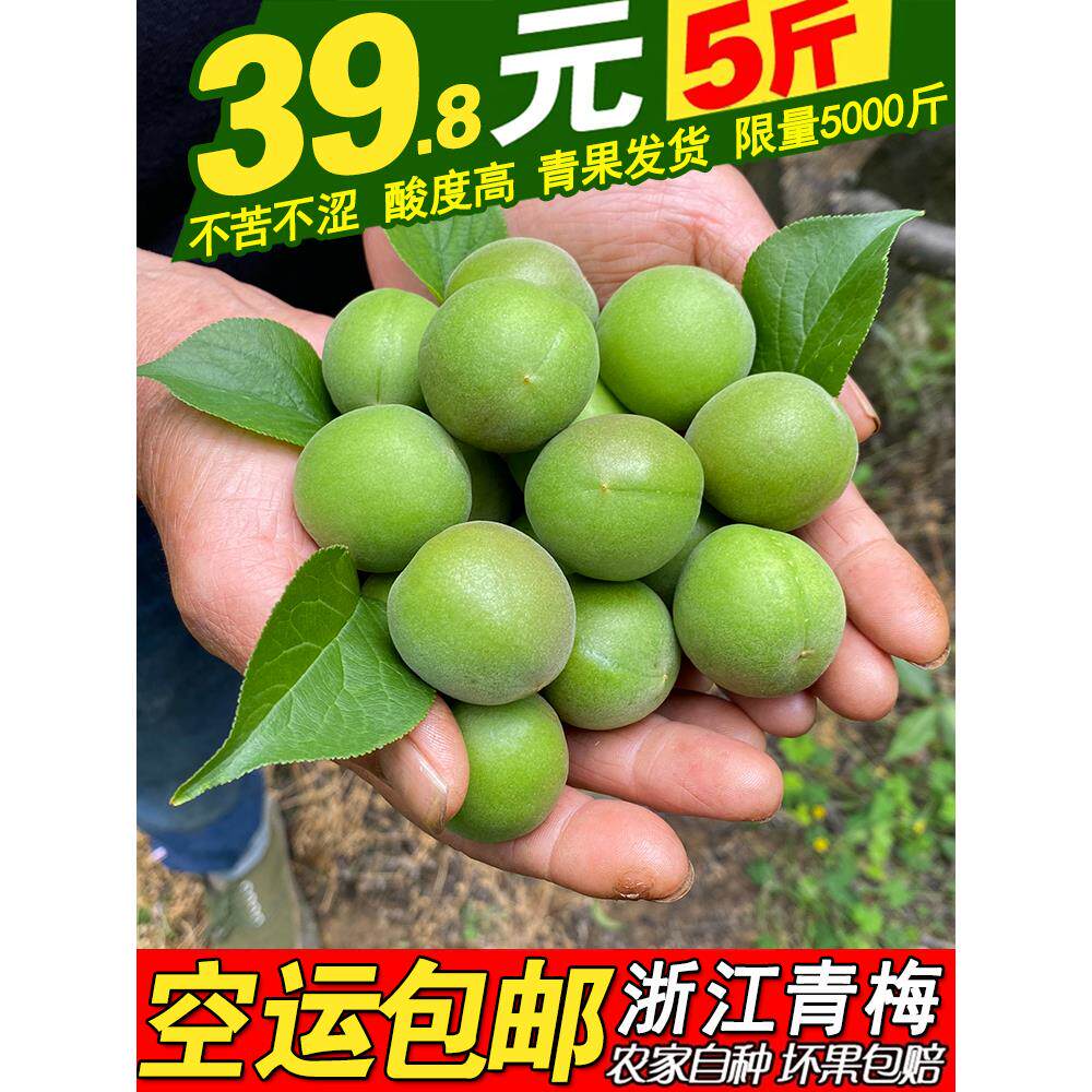 2024青梅果新鲜现摘深山野生泡酒酵素酸青竹梅子水果5斤浙江绍兴