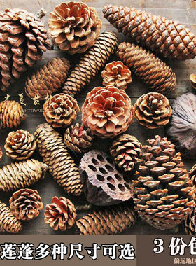 自然生长松果松塔莲蓬干燥花本地松美国松鱼鳞松幼儿园X装饰拍摄