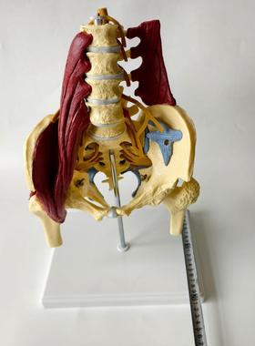 成人比例腰椎带要肌肉盆肌模型 脊椎盆骨脊柱骨骼 神经椎间盘突出