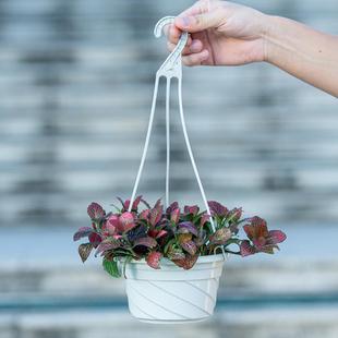 网蔓KDL纹垂草盆栽吊兰室内阳台客厅阳办公室桌面台绿植吊型藤花