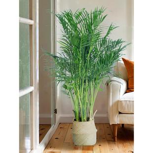 1.5-1.6富子贵椰大化型绿植盆栽z室内办公室好养RXD四季常青净空