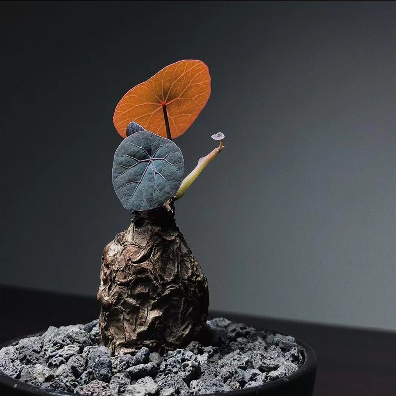 一叶诺瓦龟荷叶龟块根山乌龟植物绿植盆栽多肉块根阳台山乌龟盆栽