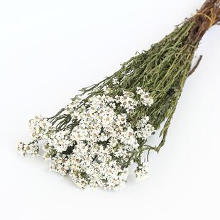 白梅花银包菊干XXG花永生花礼盒家居插花拍照道具浮瓶香游材薰材