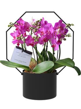 28口径新式蝴蝶兰花盆发光灯光冬青色福银中柳插花85745新年桶金