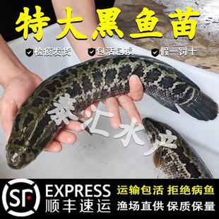 黑鱼苗活体淡水养殖乌鱼苗杂交活体生鱼苗财鱼苗观赏鱼好养黑鱼苗