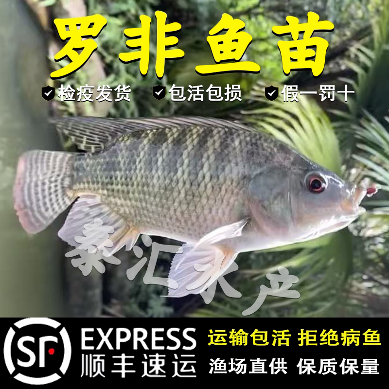 罗非鱼苗新吉富雄性罗非鱼苗食用活鱼苗特大脆肉罗非鱼苗淡水养殖图片