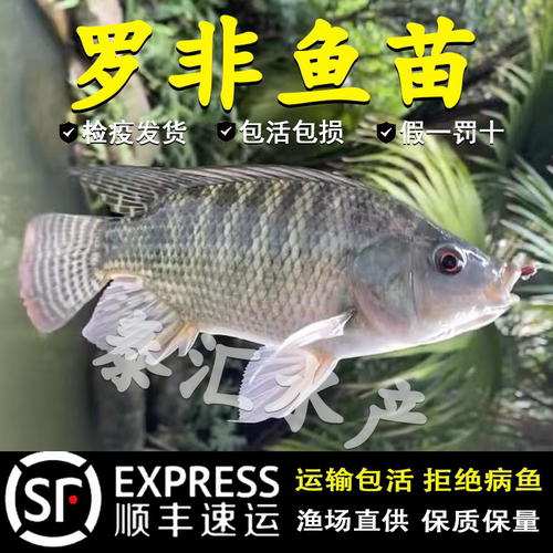 罗非鱼苗新吉富雄性罗非鱼苗食用活鱼苗特大脆肉罗非鱼苗淡水养殖