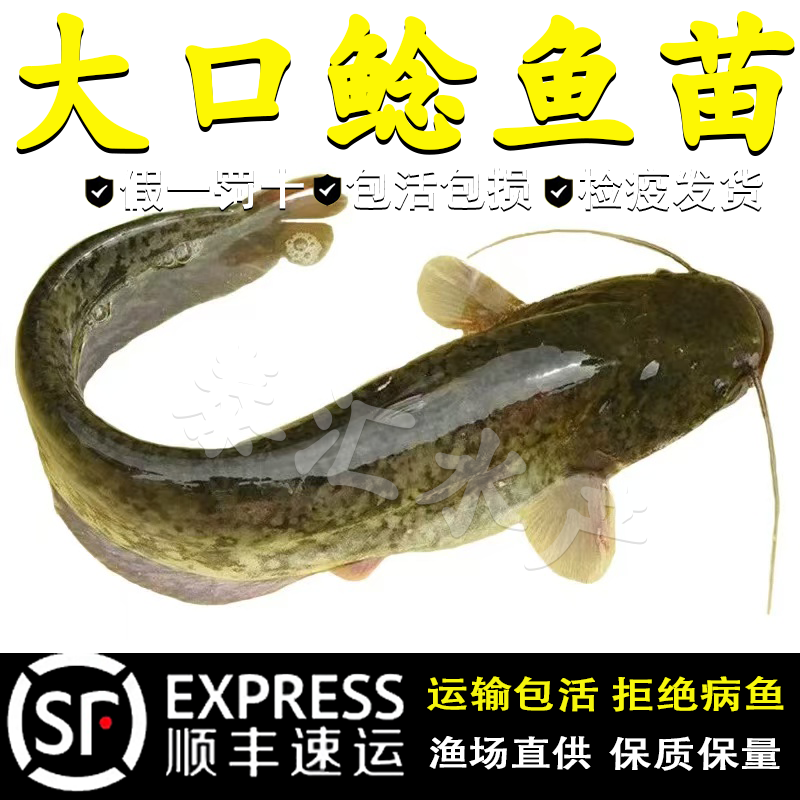 大口鲶鱼苗南方大口鲶土鲶鱼苗淡水养殖食用凶猛路亚量二须鲶鱼苗
