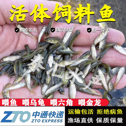 土鲮鱼小鱼苗活体饲料鱼麦穗鱼活鱼喂乌龟鳜鱼喂金龙桂花鲈鱼龟粮