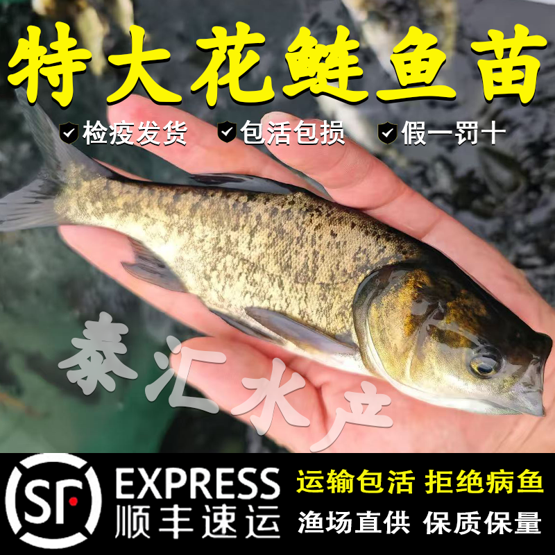 花鲢鱼苗淡水养殖半斤鲢鳙鱼苗大胖头鱼草鱼四大家鱼大头花鲢鱼苗