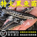 黑鱼苗活体淡水鱼苗批发特大乌鱼苗财鱼苗乌鳢生鱼苗杂交黑鱼观赏