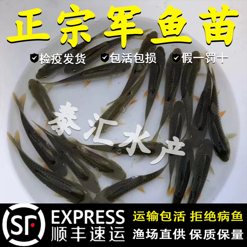军鱼苗爱跳粗鳞光倒刺鲃青竹鲩新品黄娟坑坚活体淡水养殖路亚食用