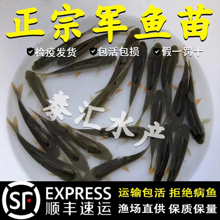 军鱼苗爱跳粗鳞光倒刺鲃青竹鲩新品黄娟坑坚活体淡水养殖路亚食用