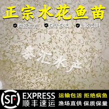 水花鱼苗淡水黑鱼水花中科鲫鱼罗非鱼彭泽鲫鱼草鱼花鲢黄尾鱼水花