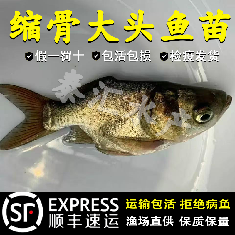 缩骨大头鱼苗缩骨花鲢缩骨鲢鳙缩骨胖头淡水养殖缩骨仙骨大头鱼苗