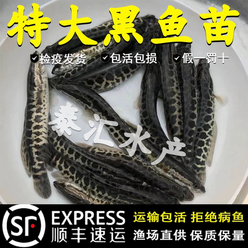 黑鱼苗乌鱼淡水养殖生鱼活体乌鳢财鱼斑鱼特大好养凶猛冷水观赏鱼