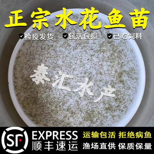 水花鱼苗餐条花鲢青鱼草鱼鲤鱼鳊鱼黄骨鱼军鱼鳜鱼叉尾鱼鲈鱼水花