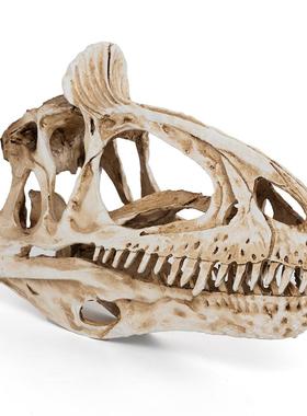 恐龙头骨模型树脂工艺品冰脊龙骷髅头动物骨架研究参考动物骷颅头