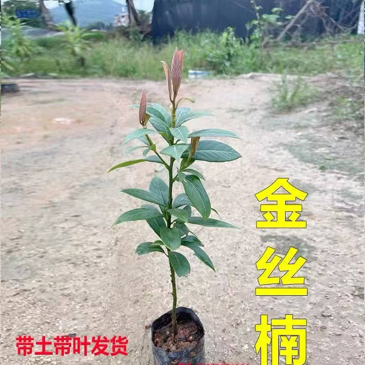 金丝楠木树苗四川正宗小叶桢楠大树名贵树苗庭院绿化盆栽四季常青