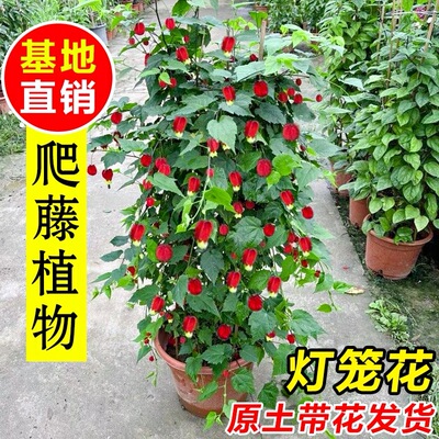 灯笼花苗盆栽带花苞倒挂金钟阳台庭院四季开花爬藤本植物风铃花卉