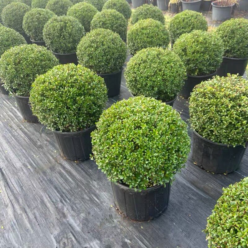 齿叶冬青球盆栽耐寒低维度矮生品种别墅庭院花镜搭配设计球状圆润