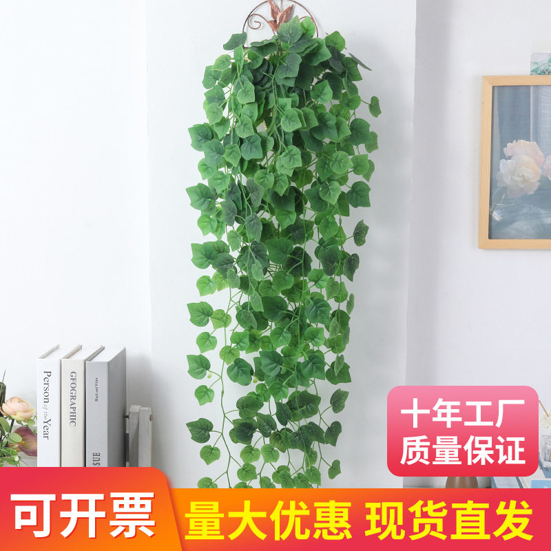 山乌龟金不换植物盆栽红藤圆叶懒人绿植爬藤观叶室内水培阳台客厅