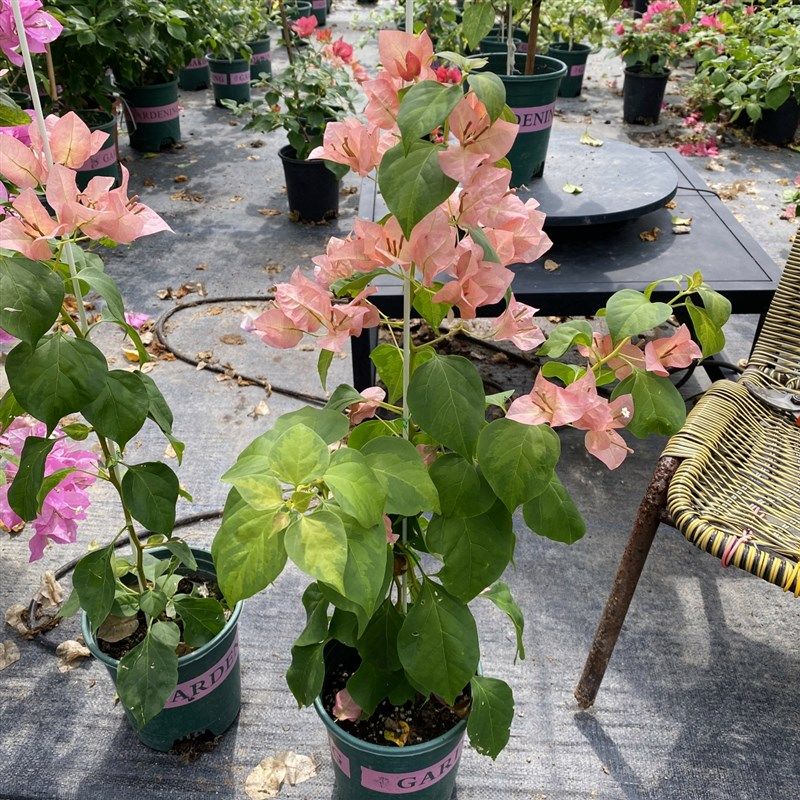 落日日落三角梅原n生苗粗杆子 (可看苗情 可选苗)包对版