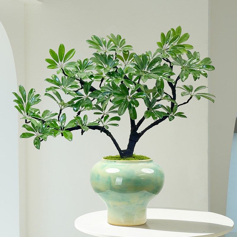 鸭脚木盆栽客厅旺宅桌面植物入户玄关八方来O财盆景四季好养活绿