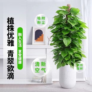 大叶绿萝柱盆栽客厅绿植室内吸甲B醛净化空气办公室大型绿箩好养
