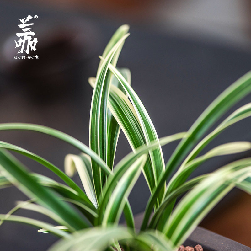 翁源兰花苗大果冠金边线艺矮种建兰浓香I兰花卉名贵盆栽带花苞植