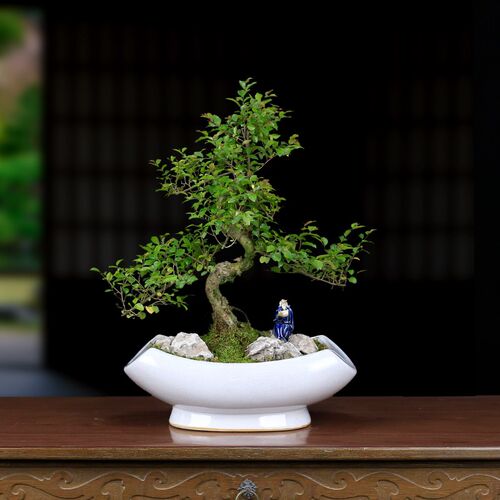 小叶雀梅造型老桩盆景植物室内客厅办公L室桌面绿植盆栽四季常青