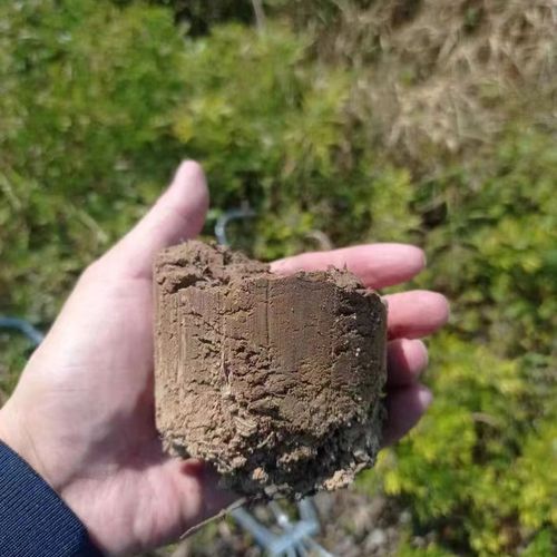 不锈钢打孔器种菜穴盘育苗x杯打洞取土破地膜脚蹬耕种加厚机械