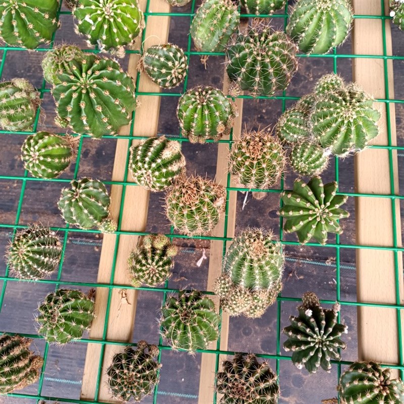 彩草仙人a球无根侧芽套餐20个花色不重复2-4公分多肉植物