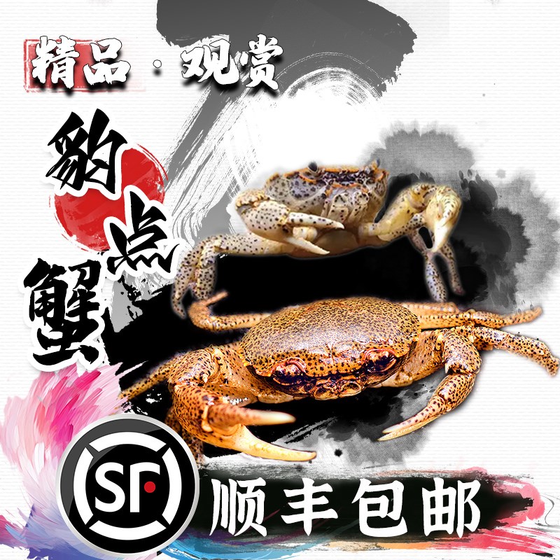 速发原生豹点观赏蟹芝麻除底蟹迷你小型淡水吃虫豹藻清洁纹栖深水